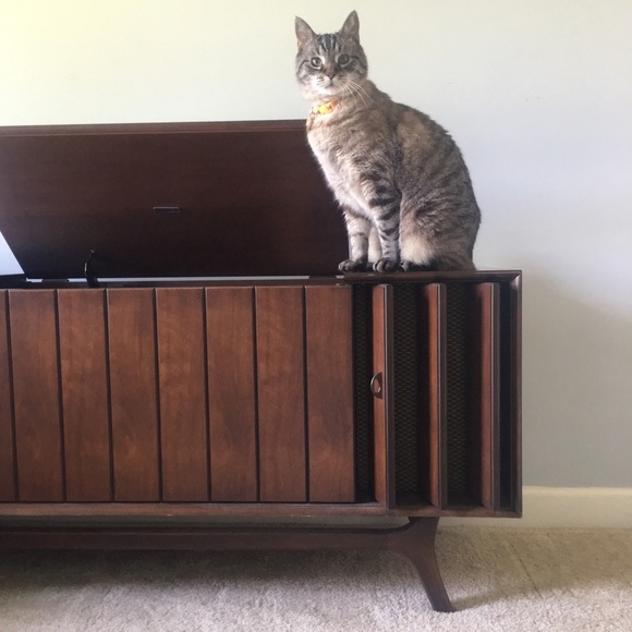 Meet your Posher, Kitty - Picture 4 of 4